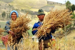 According to the NYTimes article, "When NASA scientists were searching decades ago for an ideal food for long-term human space missions, they came across an Andean plant called quinoa. With an exceptional balance of amino acids, quinoa, they declared, is virtually unrivaled in the plant or animal kingdom for its life-sustaining nutrients. (Courtesy photo -- edu.only)