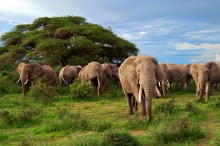 African elephants (Travelor photos - for education only)