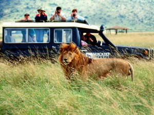 Lion in Africa (Traveler's photo - for education only)